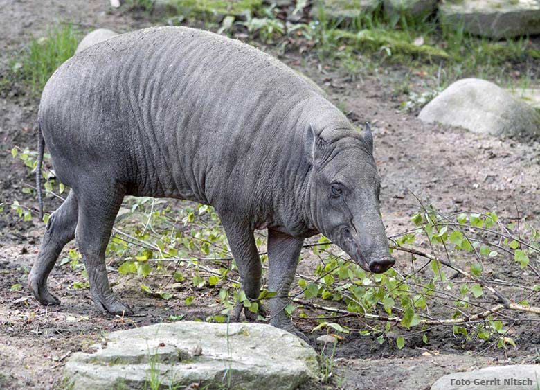 Hirscheber-Weibchen am 6. Mai 2017 im Zoologischen Garten der Stadt Wuppertal (Foto Gerrit Nitsch)