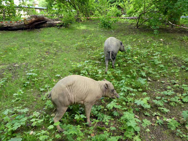 Hirscheber-Paar am 4. Juni 2017 auf der oberen Außenanlage im Grünen Zoo Wuppertal