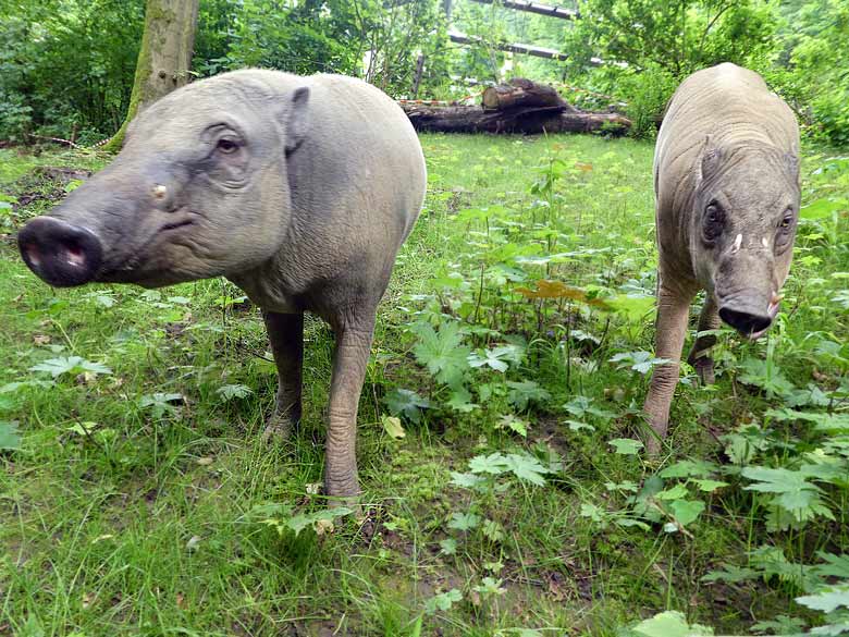 Hirscheber-Weibchen und Hirscheber-Männchen am 4. Juni 2017 auf der oberen Außenanlage im Zoo Wuppertal