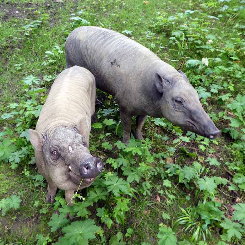 Hirscheber-Männchen und Hirscheber-Weibchen am 4. Juni 2017 auf der oberen Außenanlage im Wuppertaler Zoo