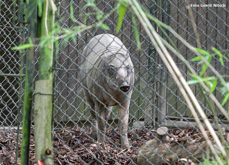 Neues Hirscheber-Weibchen am 10. Juni 2017 im Vorgehege der oberen Anlage im Zoo Wuppertal (Foto Gerrit Nitsch)