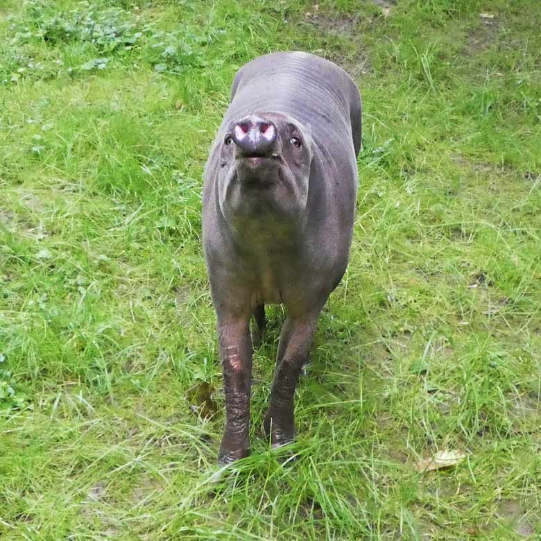 Neues Hirscheber-Weibchen am 1. Juli 2017 auf der oberen Außenanlage für Hirscheber im Grünen Zoo Wuppertal