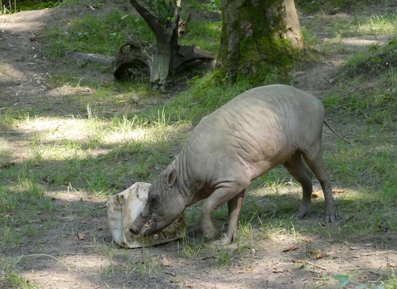 Hirscheber-Männchen MANNI am 7. Juli 2017 beim Spiel mit einem weißen Kanister im Zoo Wuppertal