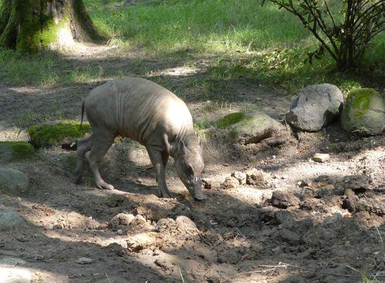 Hirscheber-Männchen MANNI am 7. Juli 2017 am Schlammloch im Zoologischen Garten der Stadt Wuppertal
