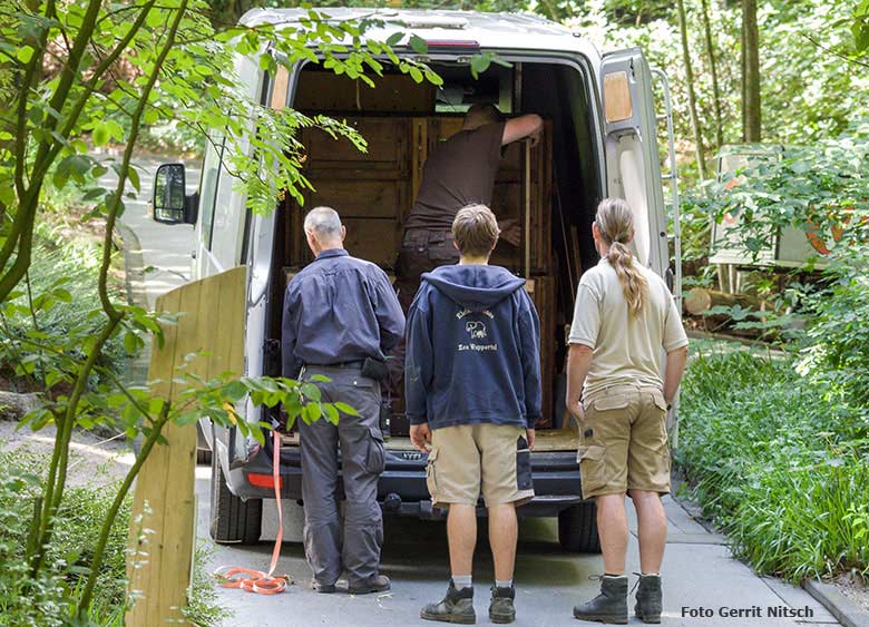 Ankunft der Hirscheber-Weibchen am 15. Juli 2017 am Außengehege im Grünen Zoo Wuppertal (Foto Gerrit Nitsch)