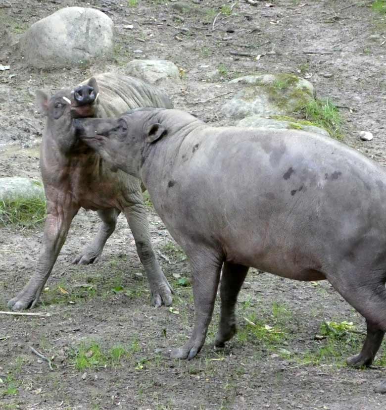 Hirscheber-Paar am 31. Mai 2018 auf der unteren Außenanlage im Zoologischen Garten Wuppertal