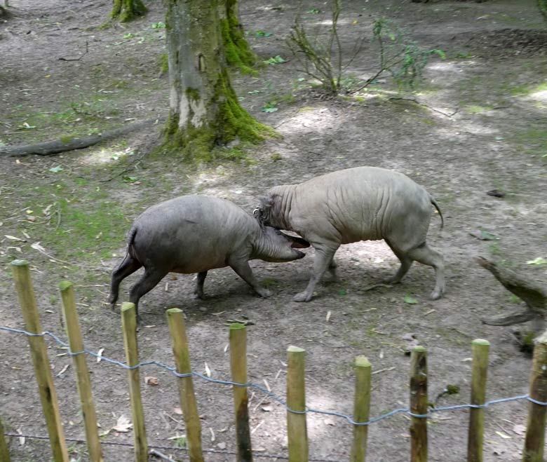 Hirscheber-Paar am 31. Mai 2018 auf der unteren Außenanlage im Wuppertaler Zoo