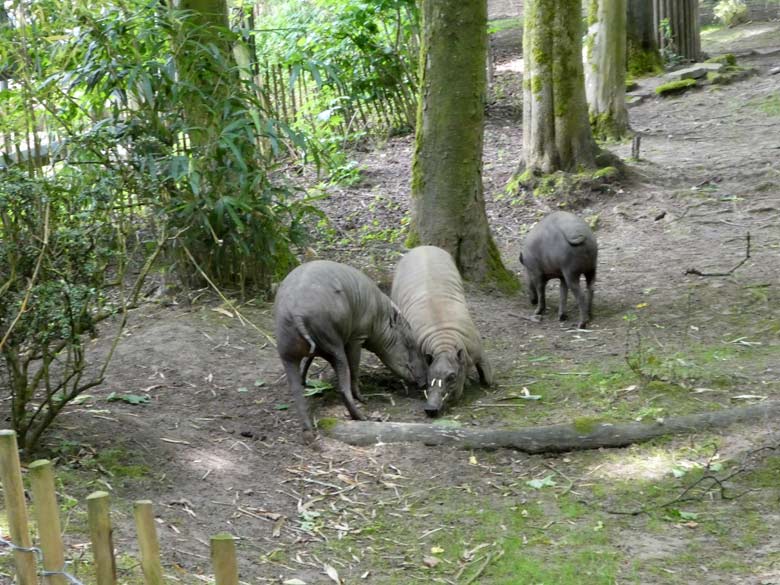 Hirscheber am 31. Mai 2018 auf der unteren Außenanlage im Grünen Zoo Wuppertal