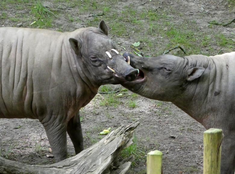 Hirscheber-Männchen mit Weibchen am 31. Mai 2018 auf der unteren Außenanlage im Wuppertaler Zoo