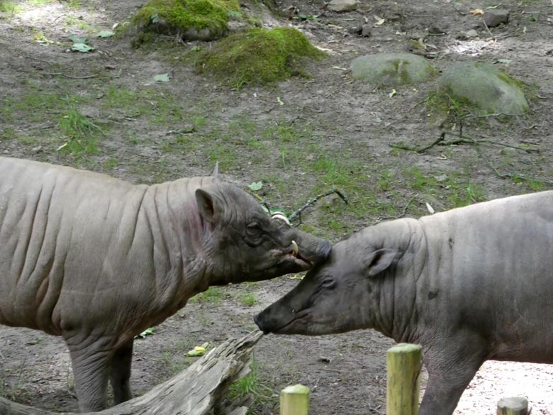 Hirscheber-Paar am 31. Mai 2018 auf der unteren Außenanlage im Grünen Zoo Wuppertal