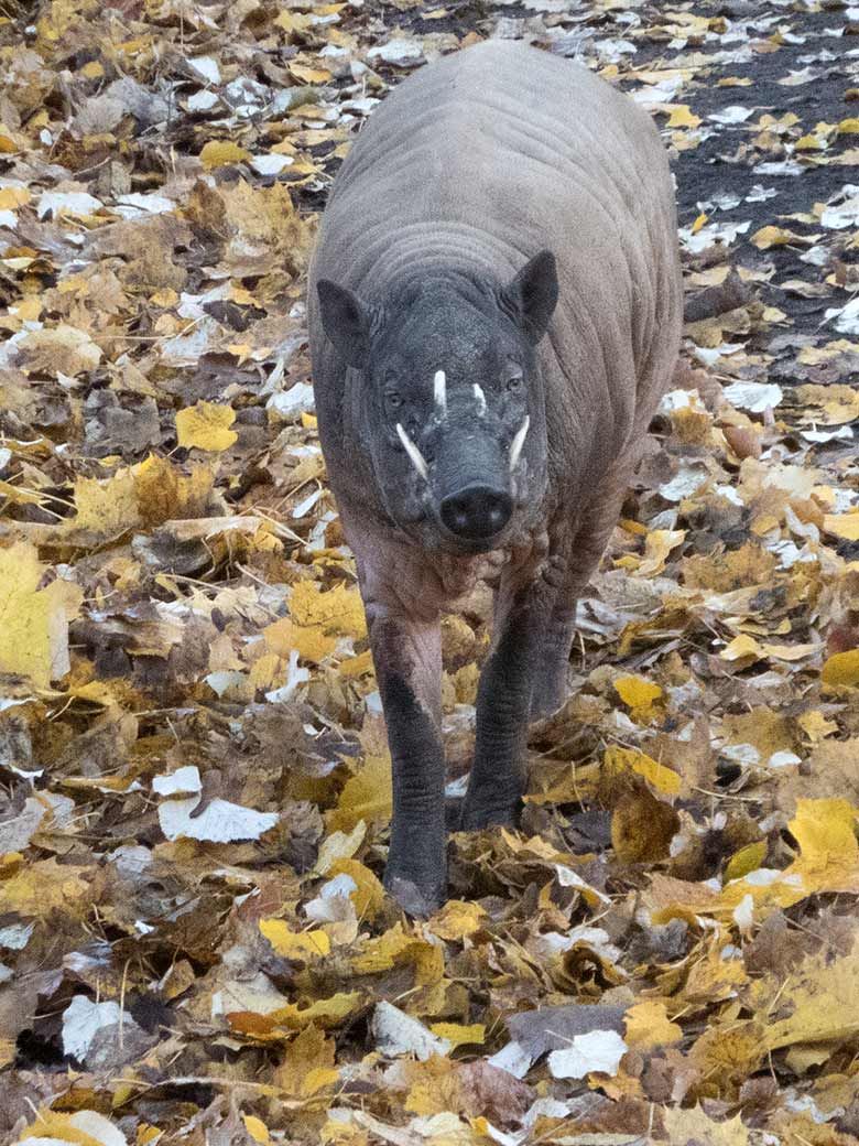 Hirscheber-Männchen am 17. November 2018 auf der Außenanlage im Grünen Zoo Wuppertal