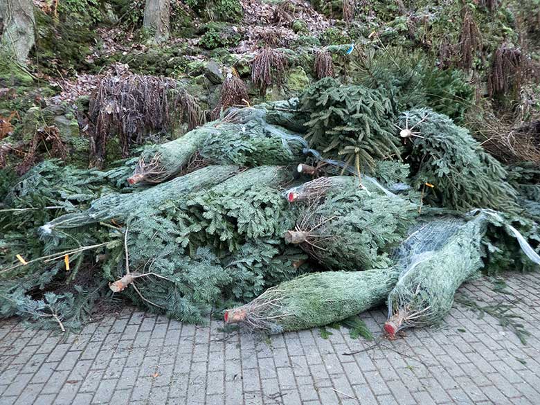 Einige der dem Wuppertaler Zoo gespendeten "Weihnachtsbäume" am 28. Dezember 2018 in der Nähe des Elefanten-Hauses im Grünen Zoo Wuppertal