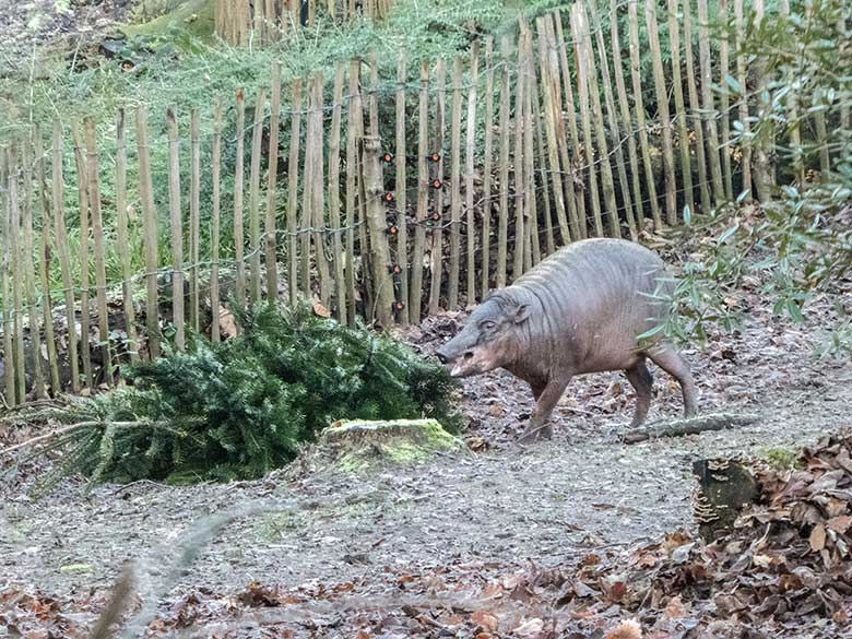 Hirscheber Weibchen am 28. Dezember 2018 mit "Weihnachtsbaum" auf der Außenanlage im Zoo Wuppertal