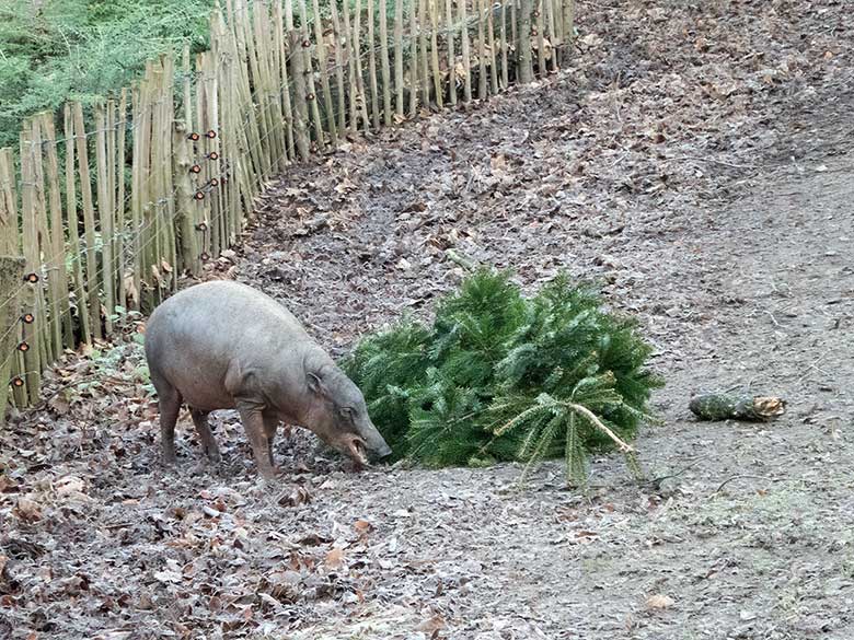 Weiblicher Hirscheber am 28. Dezember 2018 mit "Weihnachtsbaum" auf der Außenanlage im Wuppertaler Zoo