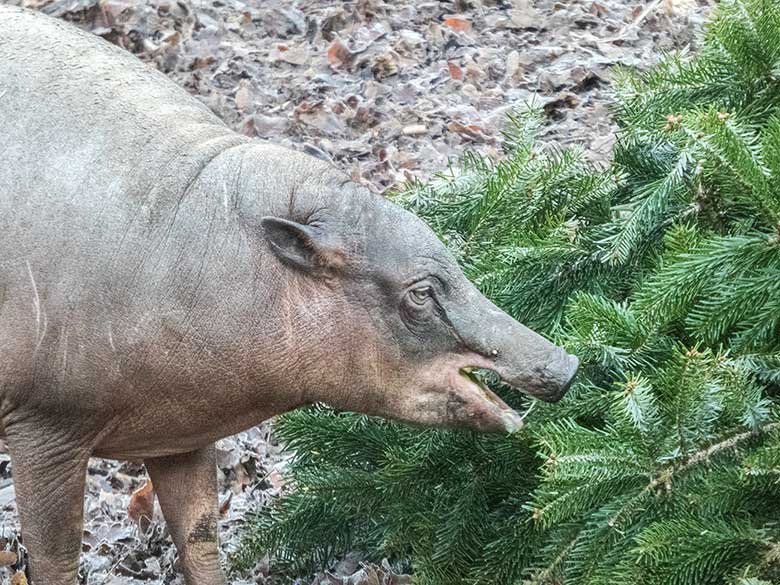 Hirscheber Weibchen am 28. Dezember 2018 mit "Weihnachtsbaum" auf der Außenanlage im Zoologischen Garten Wuppertal
