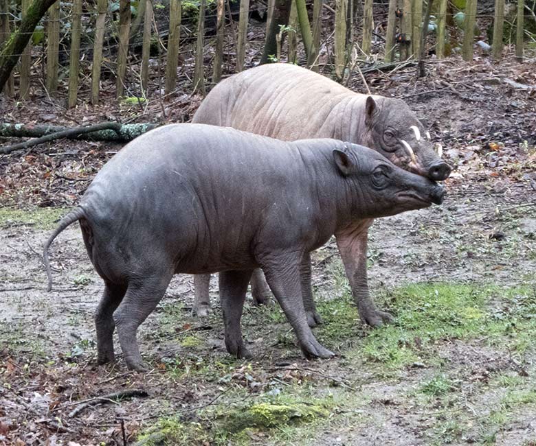 Hirscheber-Weibchen und Hirscheber-Männchen am 16. März 2019 auf der Außenanlage im Zoo Wuppertal