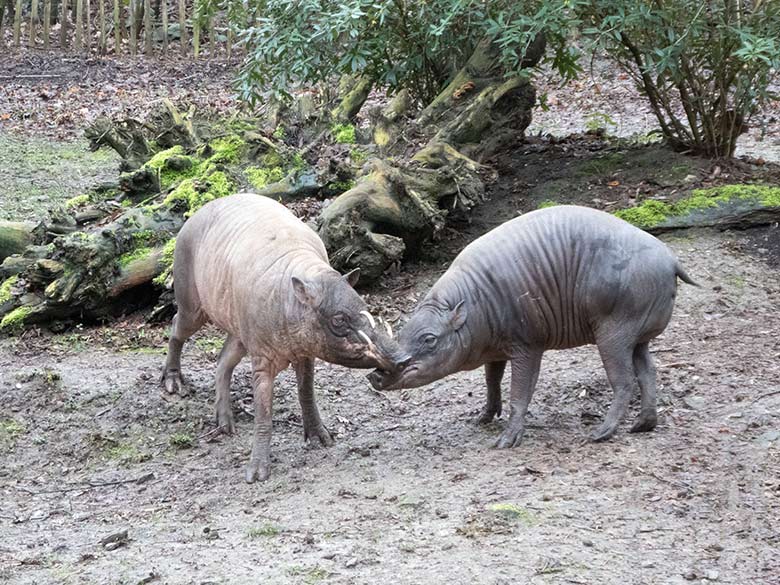 Hirscheber-Männchen und Hirscheber-Weibchen am 16. März 2019 auf der Außenanlage im Grünen Zoo Wuppertal