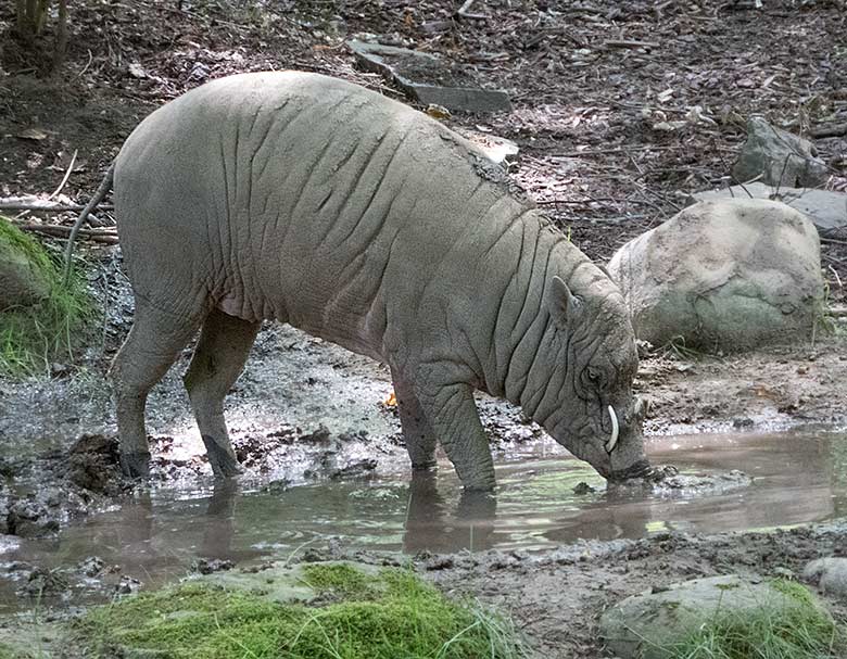 Männlicher Hirscheber am 15. Juni 2019 auf der Außenanlage im Zoologische Garten Wuppertal