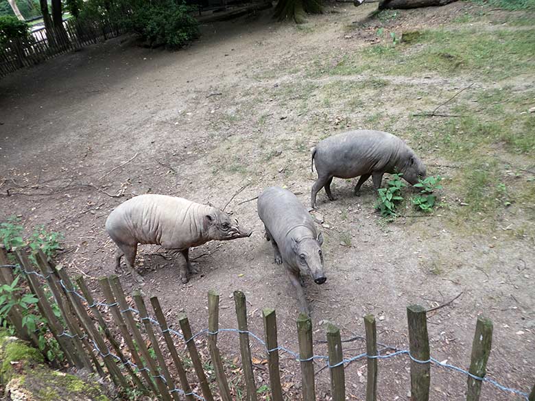 Ein Hirscheber-Männchen mit zwei Hirscheber-Weibchen am 11. Juli 2019 auf der Außenanlage im Zoologischen Garten der Stadt Wuppertal