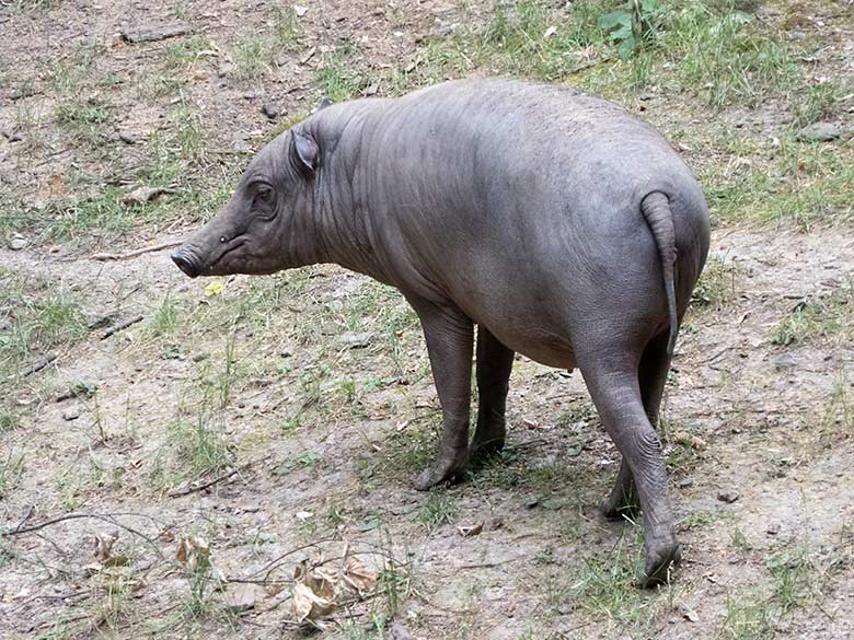 Hirscheber-Weibchen am 11. Juli 2019 auf der Außenanlage im Grünen Zoo Wuppertal