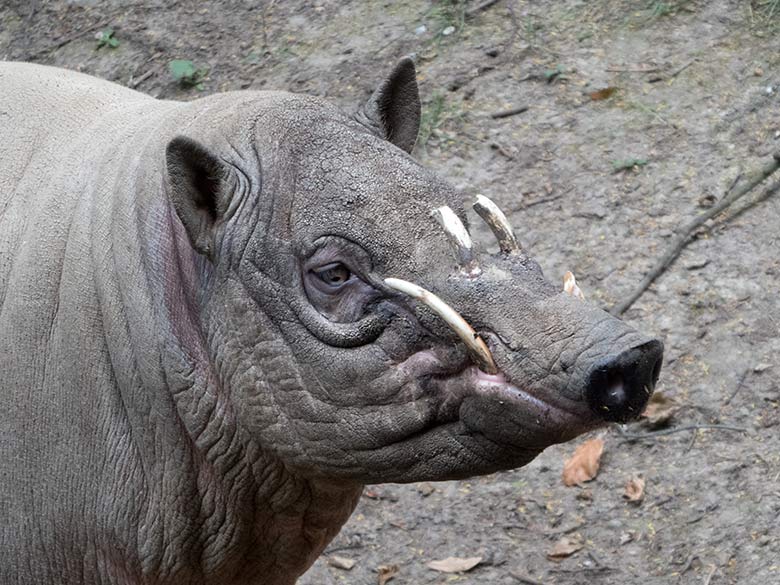 Männlicher Hirscheber MANNI am 11. Juli 2019 auf der Außenanlage im Wuppertaler Zoo