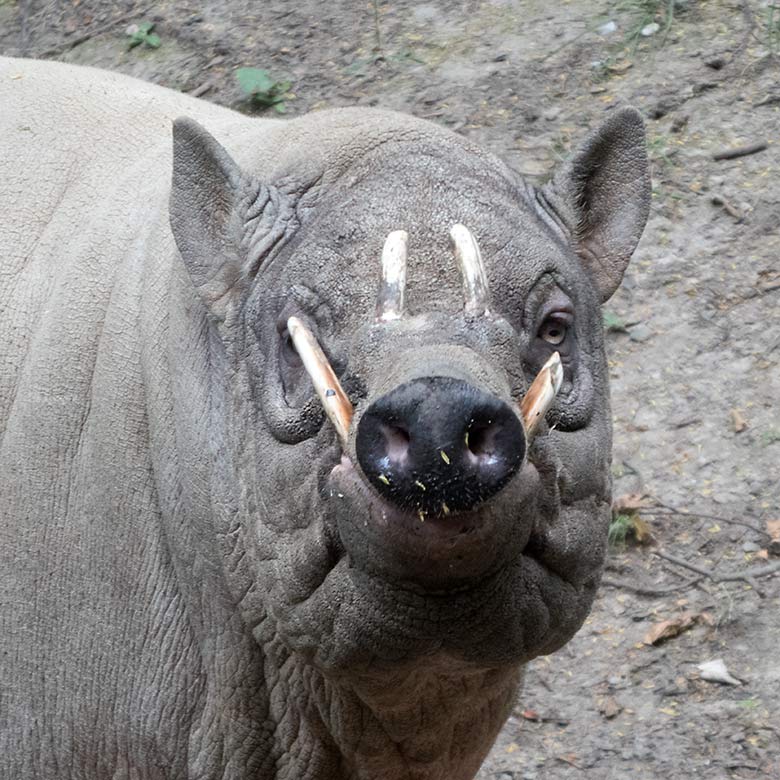 Hirscheber-Männchen MANNI am 11. Juli 2019 auf der Außenanlage im Zoologischen Garten Wuppertal