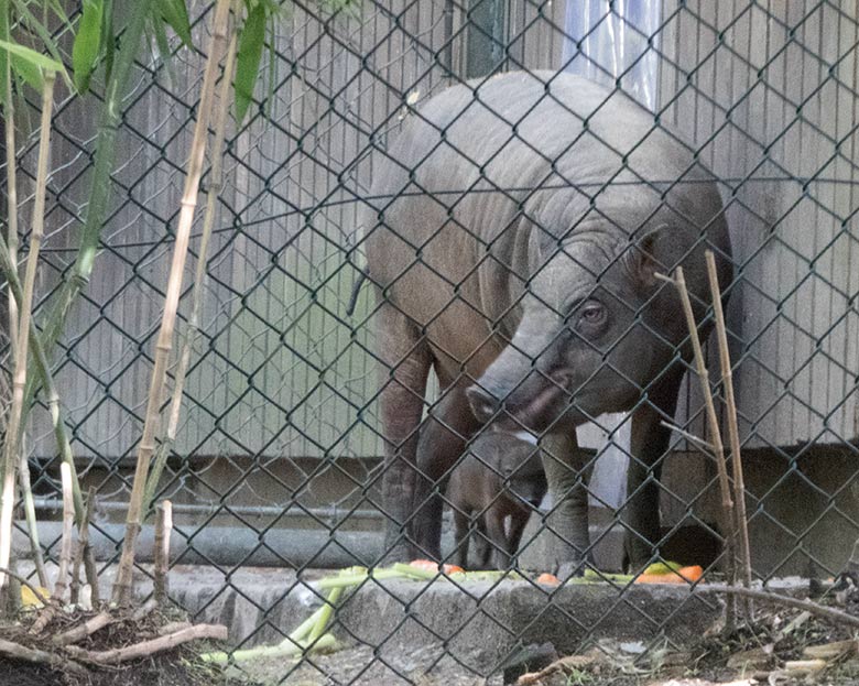 Hirscheber mit Jungtier am 19. August 2019 im Vorgehege des Stallgebäudes im Grünen Zoo Wuppertal