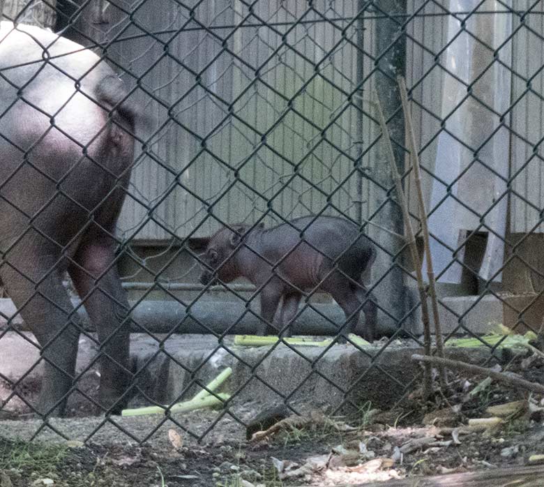 Hirscheber mit Jungtier am 19. August 2019 im Vorgehege des Stallgebäudes im Wuppertaler Zoo