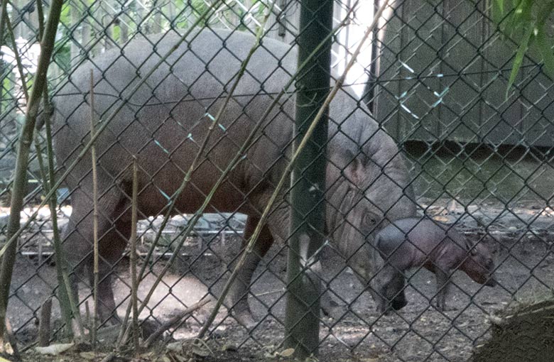 Hirscheber mit Jungtier am 19. August 2019 im Vorgehege des Stallgebäudes im Zoologischen Garten Wuppertal