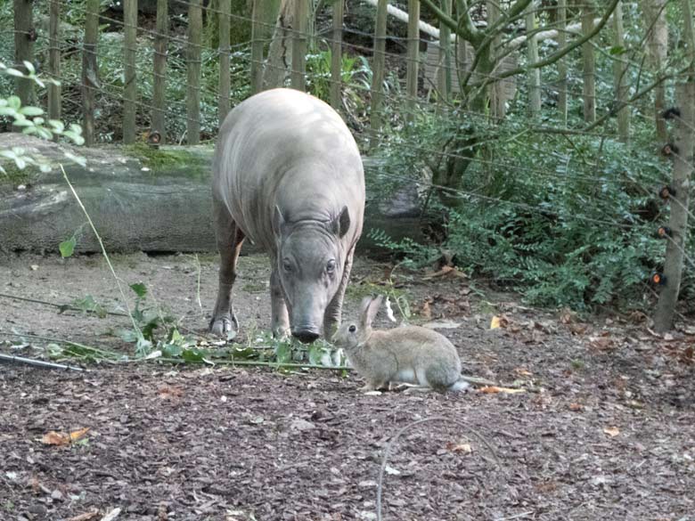 Hirscheber-Weibchen FRANZI und Wildkaninchen am 21. August 2019 im Zoologischen Garten der Stadt Wuppertal