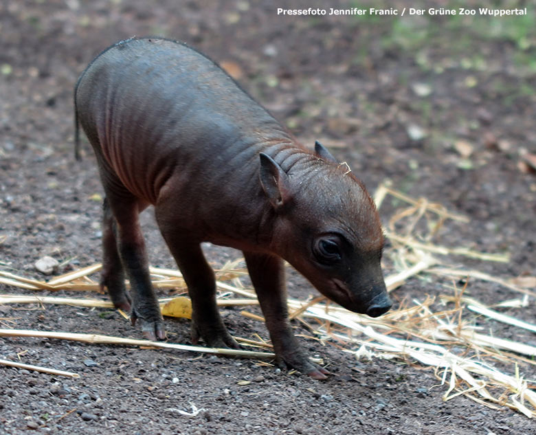 Hirscheber-Jungtier am 21. August 2019 im Grünen Zoo Wuppertal