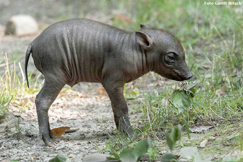 Hirscheber-Ferkel PALU am 23. August 2019 auf der Außenanlage im Zoo Wuppertal (Foto Gerrit Nitsch)