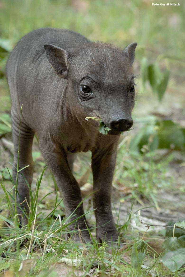 Hirscheber-Ferkel PALU am 23. August 2019 auf der Außenanlage im Zoologischen Garten der Stadt Wuppertal (Foto Gerrit Nitsch)