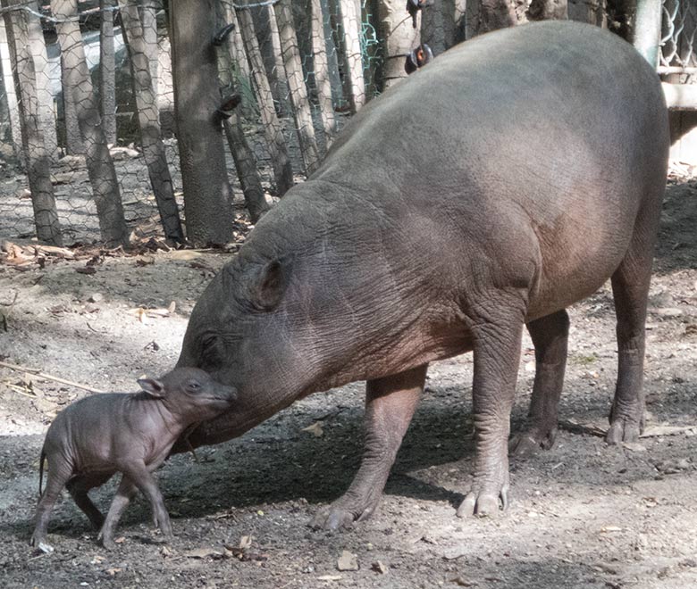 Hirscheber-Jungtier PALU mit Mutter YALA am 23. August 2019 auf der Außenanlage im Wuppertaler Zoo