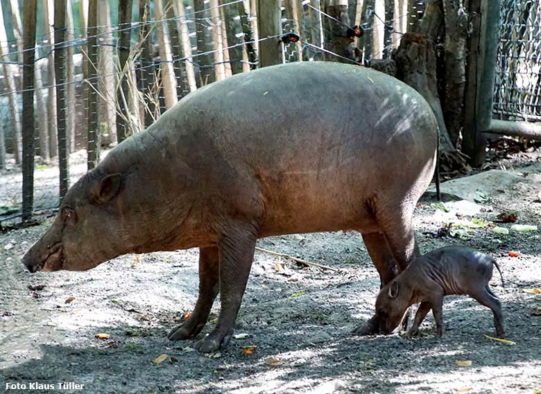 Hirscheber-Ferkel PALU mit seiner Hirscheber-Mutter YALA am 24. August 2019 auf der Außenanlage im Wuppertaler Zoo (Foto Klaus Tüller)