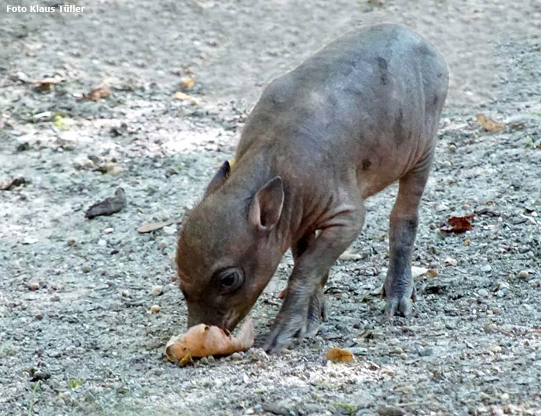 Hirscheber-Ferkel PALU mit seiner Hirscheber-Mutter YALA am 24. August 2019 auf der Außenanlage im Grünen Zoo Wuppertal (Foto Klaus Tüller)