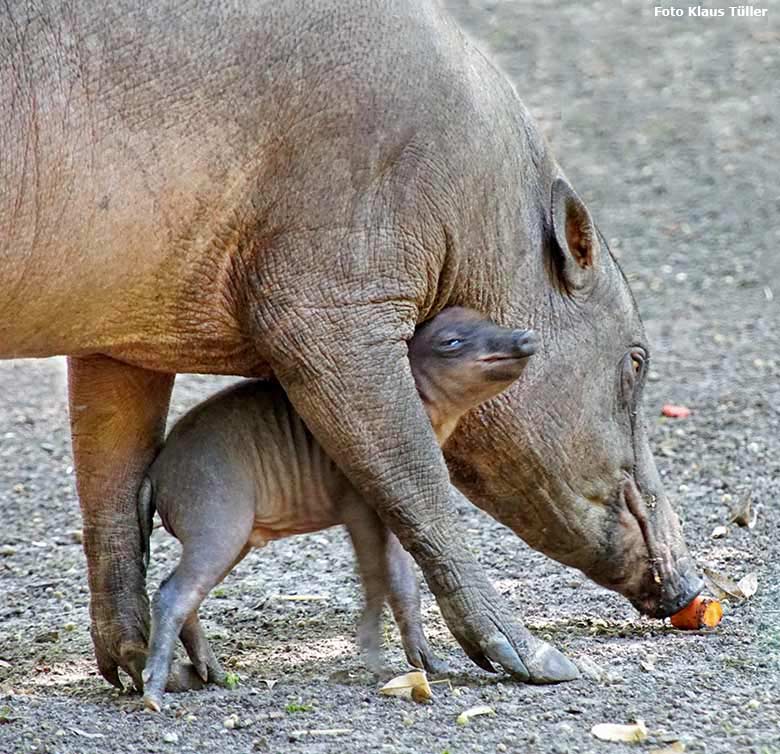 Hirscheber-Ferkel PALU mit seiner Hirscheber-Mutter YALA am 24. August 2019 auf der Außenanlage im Zoologischen Garten der Stadt Wuppertal (Foto Klaus Tüller)