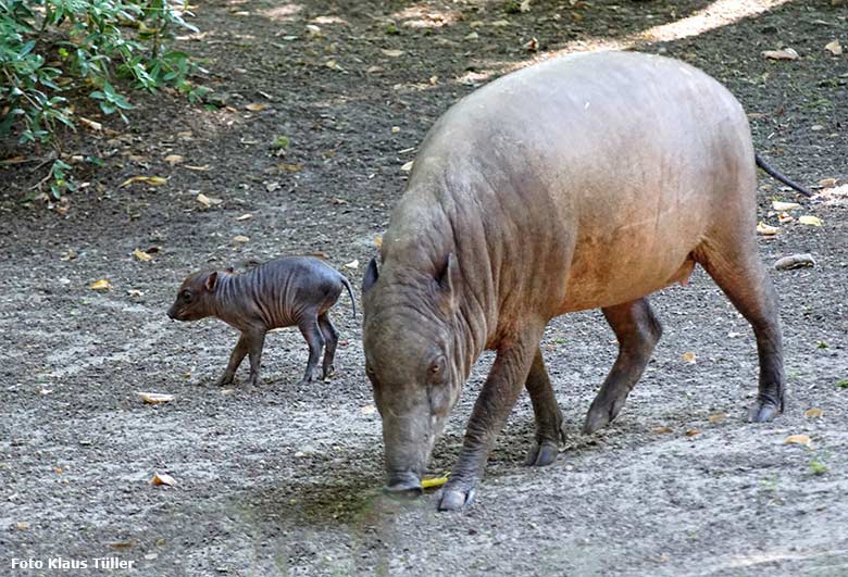 Hirscheber-Ferkel PALU mit seiner Hirscheber-Mutter YALA am 24. August 2019 auf der Außenanlage im Zoo Wuppertal (Foto Klaus Tüller)