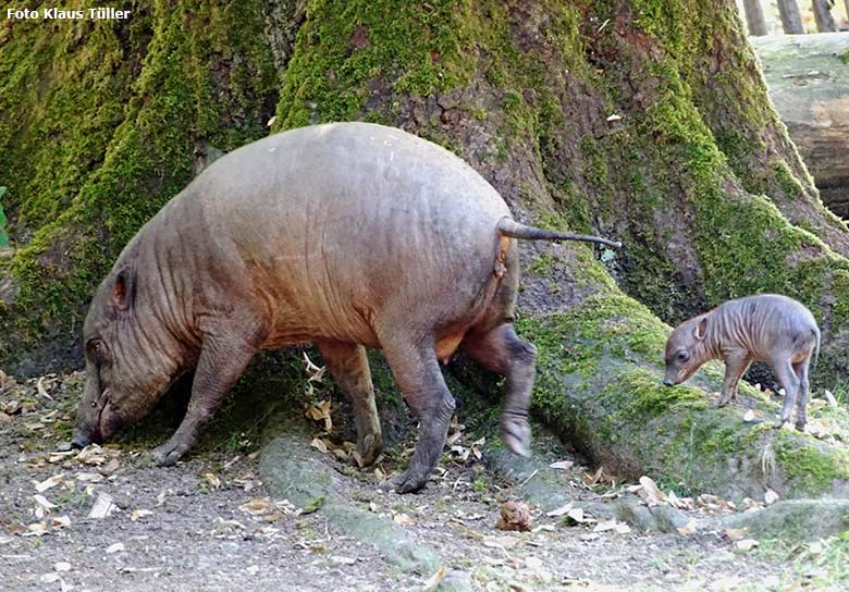 Hirscheber-Ferkel PALU mit seiner Hirscheber-Mutter YALA am 24. August 2019 auf der Außenanlage im Wuppertaler Zoo (Foto Klaus Tüller)