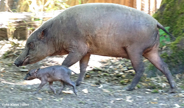 Hirscheber-Ferkel PALU mit seiner Hirscheber-Mutter YALA am 24. August 2019 auf der Außenanlage im Grünen Zoo Wuppertal (Foto Klaus Tüller)