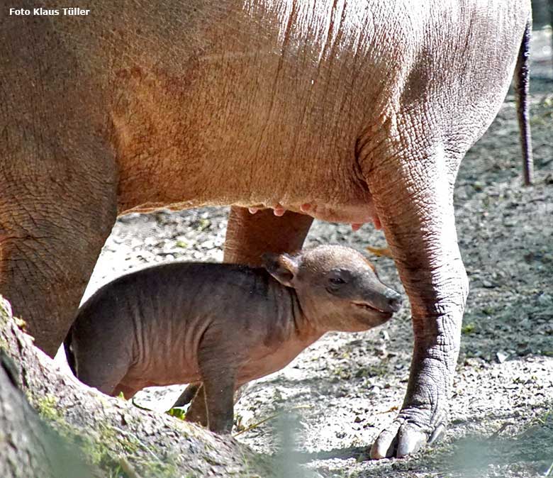 Hirscheber-Ferkel PALU mit seiner Hirscheber-Mutter YALA am 24. August 2019 auf der Außenanlage im Zoologischen Garten Wuppertal (Foto Klaus Tüller)