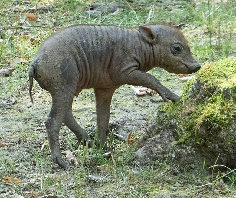 Männliches Hirscheber-Ferkel PALU am 26. August 2019 auf der Außenanlage im Grünen Zoo Wuppertal