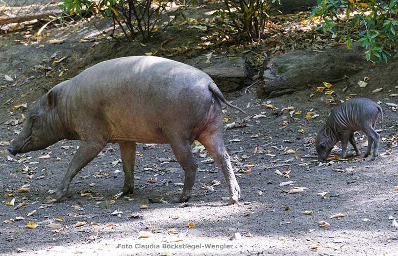 Hirscheber-Mutter YALA mit Hirscheber-Ferkel PALU am 14. September 2019 auf der Außenanlage im Grünen Zoo Wuppertal (Foto Claudia Böckstiegel-Wengler)