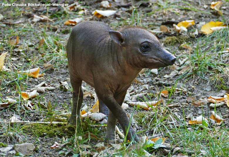 Hirscheber-Ferkel PALU am 14. September 2019 auf der Außenanlage im Zoologischen Garten Wuppertal (Foto Claudia Böckstiegel-Wengler)