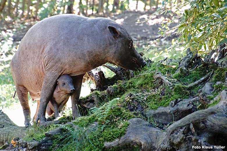 Hirscheber-Mutter YALA mit Hirscheber-Ferkel PALU am 14. September 2019 auf der Außenanlage im Grünen Zoo Wuppertal (Foto Klaus Tüller)