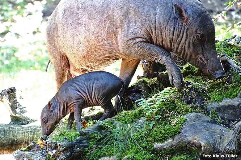 Hirscheber-Mutter YALA mit Hirscheber-Ferkel PALU am 14. September 2019 auf der Außenanlage im Zoo Wuppertal (Foto Klaus Tüller)