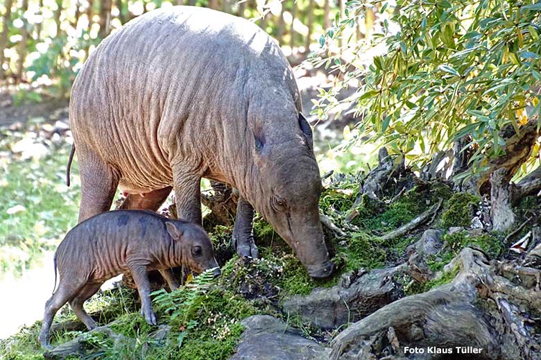 Hirscheber-Mutter YALA mit Hirscheber-Ferkel PALU am 14. September 2019 auf der Außenanlage im Wuppertaler Zoo (Foto Klaus Tüller)