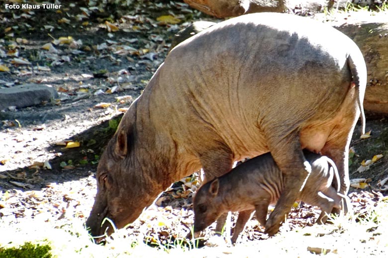 Hirscheber-Mutter YALA mit Hirscheber-Ferkel PALU am 14. September 2019 auf der Außenanlage im Zoologischen Garten der Stadt Wuppertal (Foto Klaus Tüller)