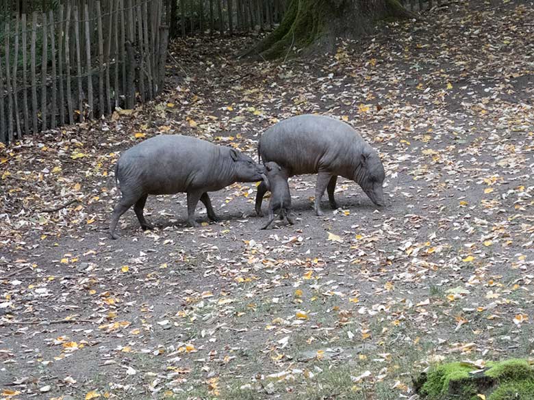 Hirscheber am 25. September 2019 auf der Außenanlage im Grünen Zoo Wuppertal