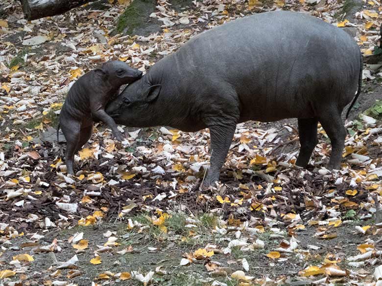 Hirscheber am 25. September 2019 auf der Außenanlage im Zoologischen Garten Wuppertal